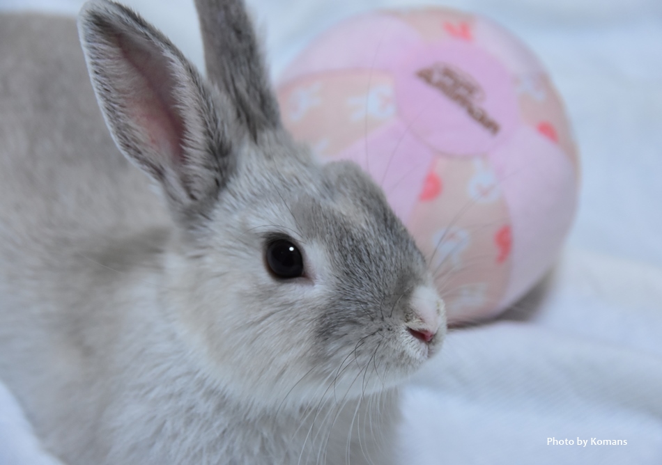 うさぎのくしゃみ 病院へ その１ うさぎと楽しく暮らす