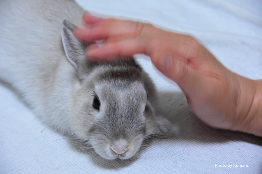 うさぎのくしゃみ 病院へ その１ うさぎと楽しく暮らす